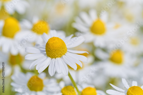 Wild Chamomile flowers growing on meadow. Close up of wild herbal flowers. 