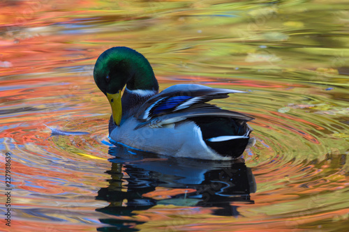 The duck or drake in the city lake or the pound cleaning plumage in the water colored in yellow, red and orange by means of the beak