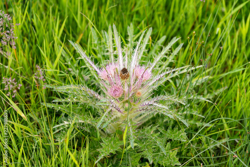 Wild Everts meadow thistle flowers bloom at the Yellowstone National Park photo