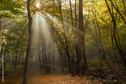 Autumn colors. Forest in the glow of the rising sun