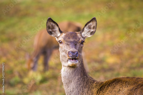 Fototapeta Naklejka Na Ścianę i Meble -  Deer close up face portrait