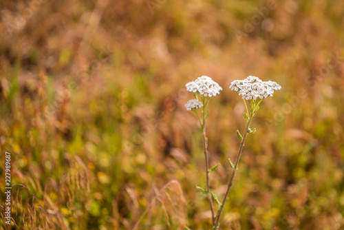 wild grass in valley