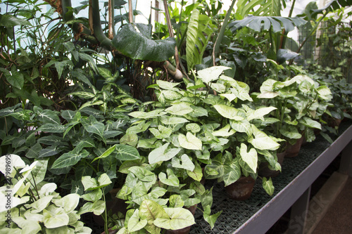Different types of syngonium in greenhouse photo
