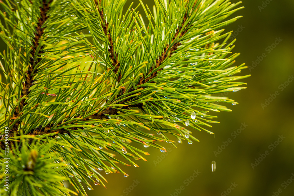 Rain drops on pine needles macro selective focus, background concept Rain drops on pine needles macro selective focus, background concept