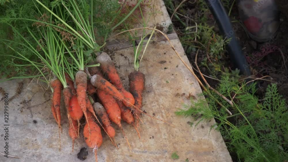 young woman peasant in red sweater and blue jeans digs up carrot and beet in garden bed. Hands close up. young woman peasant in red sweater and blue jeans digs up carrot and beet in garden bed. Hands close up.