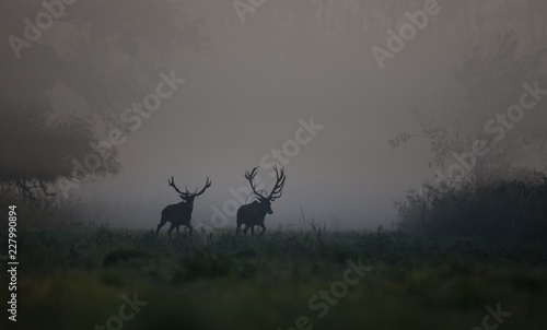 Two red deer in forest in fog