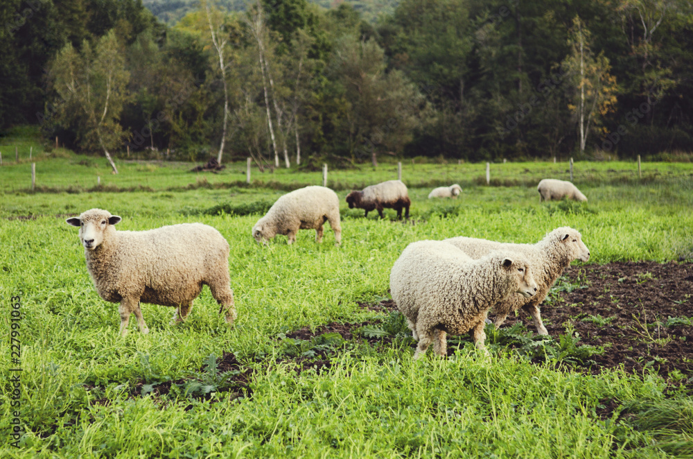 Field of sheep