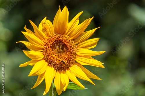 Sunflower © Robert