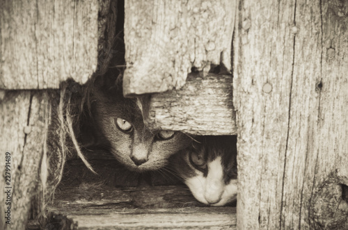 Photography Homeless ferral cats watching curiously waiting for food