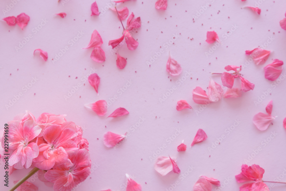 flower and rose flower petals, pink background