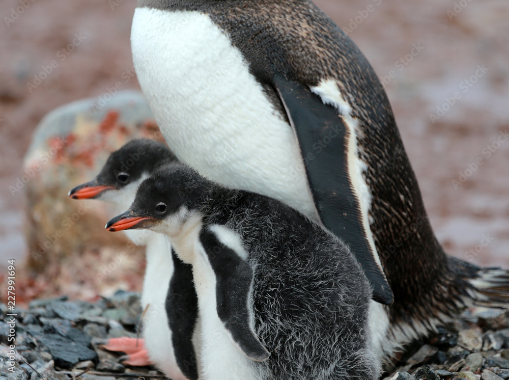 Naklejka premium parent Gentoo Penguin with two chicks on pebble nest, Cuverville Island, Antarctica