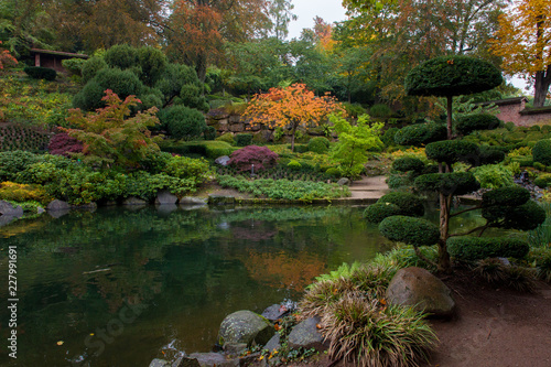 Autumn. Yellow leaves. Japanese Maple. Japanese garden. Kaiserslautern