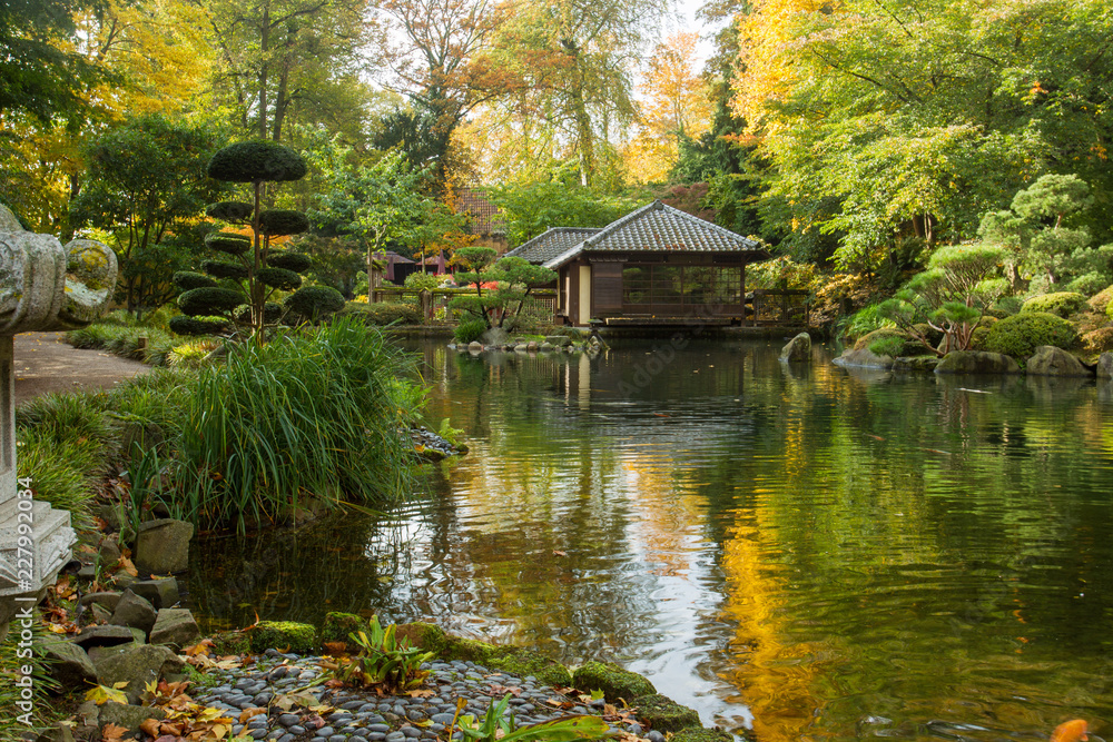 Autumn. Yellow   leaves.  Japanese Maple.   Japanese garden.  Kaiserslautern