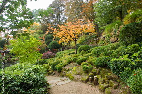 Autumn. Yellow   leaves.  Japanese Maple.   Japanese garden.  Kaiserslautern