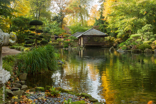 Autumn. Yellow leaves. Japanese Maple. Japanese garden. Kaiserslautern