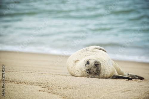 Fototapeta Naklejka Na Ścianę i Meble -  Harbour Seal lays on the beach of Sable Island