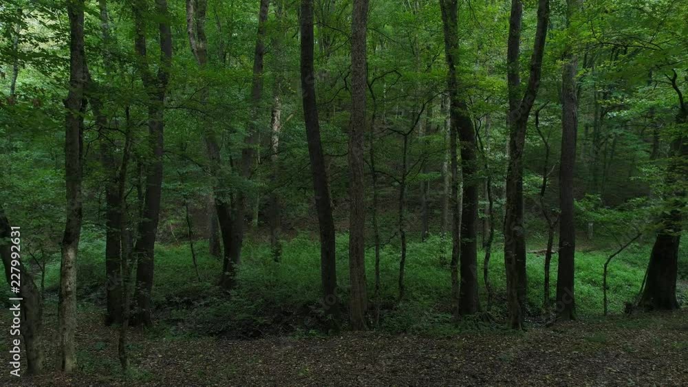 Green deciduous forest and trees. Travel, tourism. Green deciduous forest and trees. Travel, tourism.