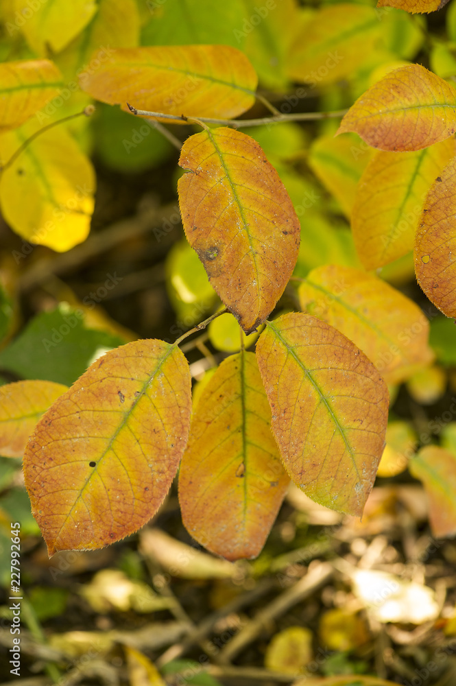 Fall Leaves Fall Leaves