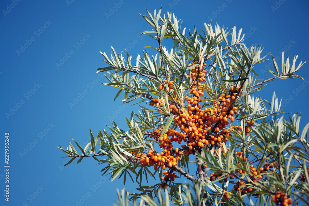 Hippophae rhamnoides female plants with fruit berries detail, common sea buckthorn shrub Hippophae rhamnoides female plants with fruit berries detail, common sea buckthorn shrub
