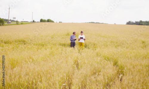 Two ecologists in the wheat field. Woman checking with the GPS navigator and looking in the papers, man making notes in a diary