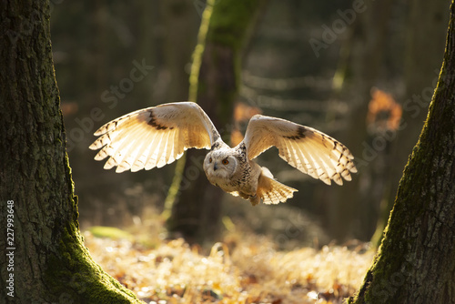 Great Owl in the flight