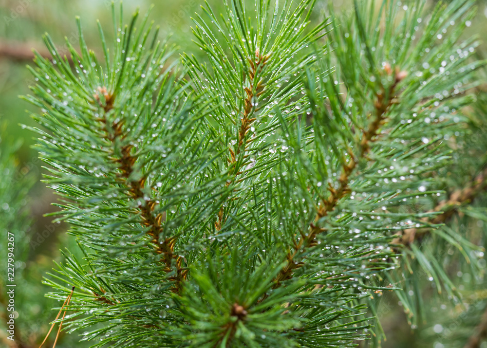 Evergreen pine tree branches with rain drops. Fir-tree with dew, conifer, spruce close up,