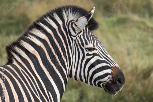 Profile view of head of black and white striped plains zebra, photographed at Port Lympne Safari Park, Ashford Kent, UK. © Lois GoBe