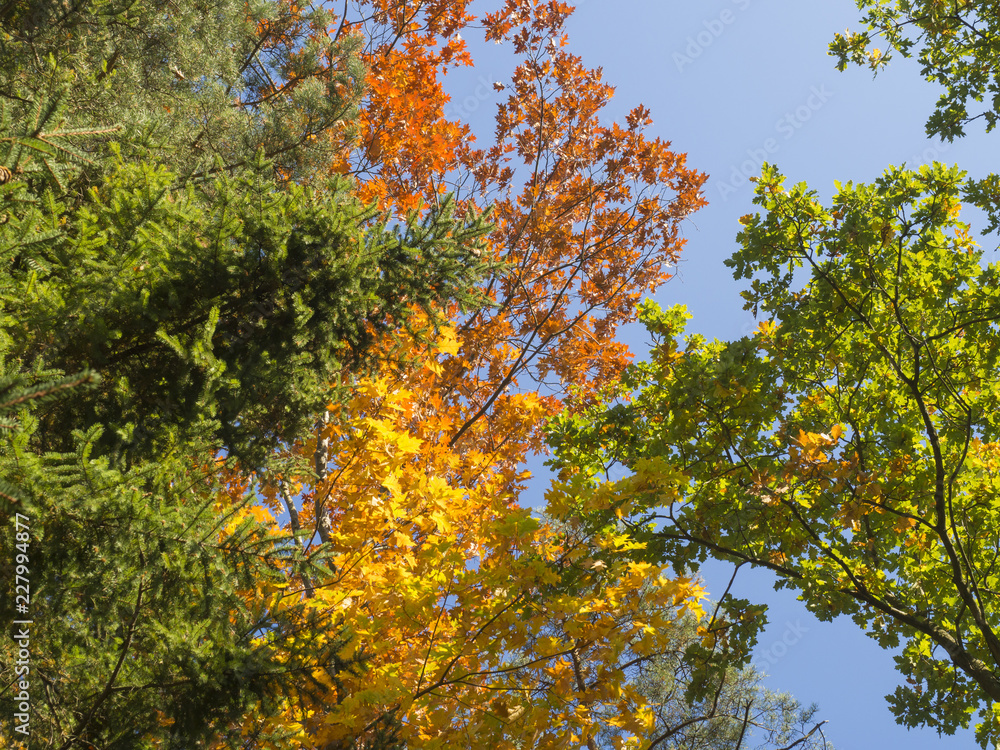 Fototapeta premium look up at colorful autumn colored tall tree crowns and blue sky background, orange beech and oak tree, yellow maple and green spruce tree leaves