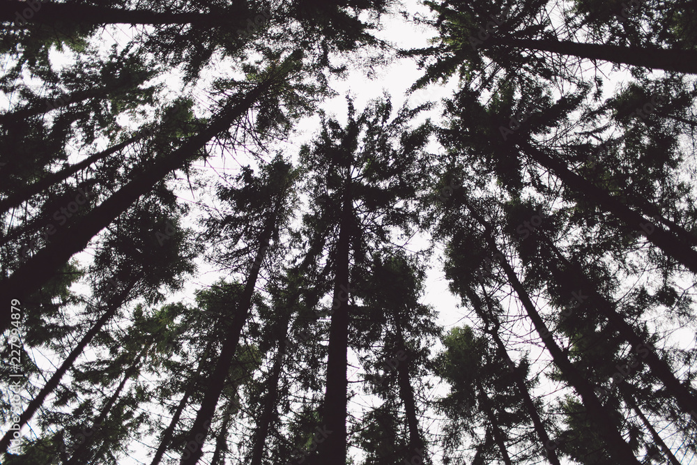 Forest Forest