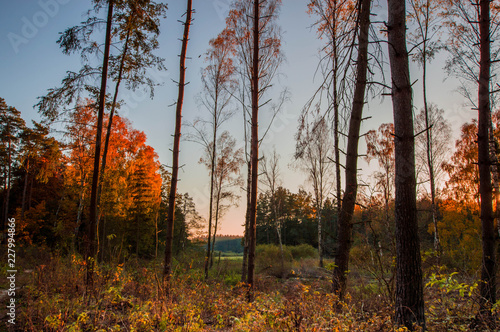 Fototapeta Naklejka Na Ścianę i Meble -  Las jesienią