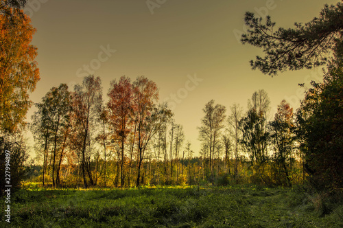 Fototapeta Naklejka Na Ścianę i Meble -  las jesienią