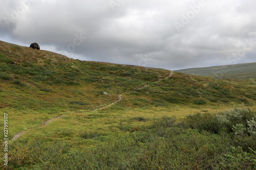 A trail along green grassy hills