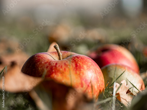 frische
