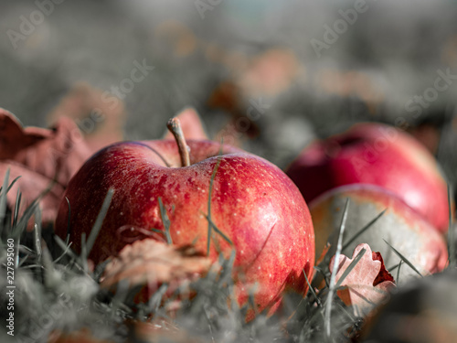 frische