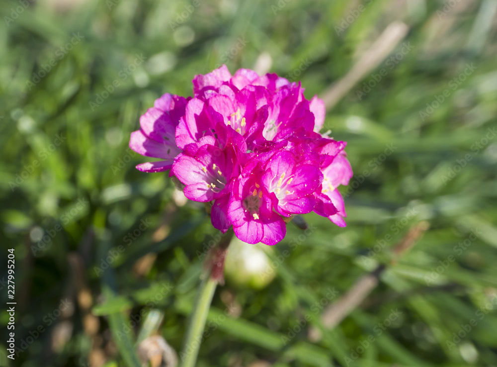 Close up beautiful pink Sea thrift is also called Armeria maritima on green leaves background, selective focus Close up beautiful pink Sea thrift is also called Armeria maritima on green leaves background, selective focus