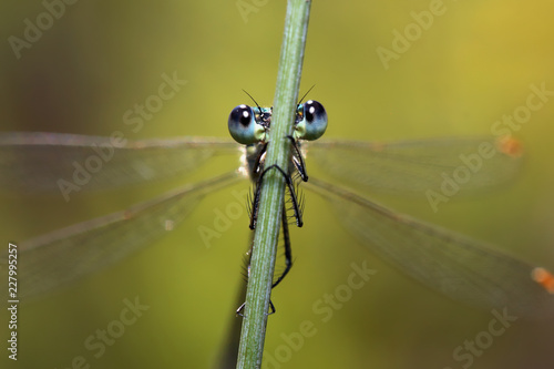 Dragonfly eyes behind the grass stalk look fascinating.