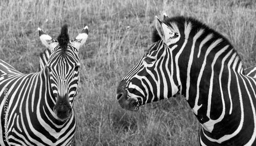 Two black and white striped zebras in the grass, photographed in monochrome at Port Lympne Safari Park, Ashford, Kent UK