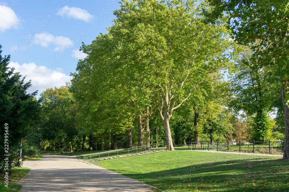 Fototapeta premium bäume im stadtpark - blauer himmel mit wolken