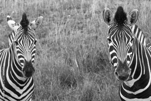 Two black and white striped zebras in the grass  photographed in monochrome at Port Lympne Safari Park  Ashford  Kent UK