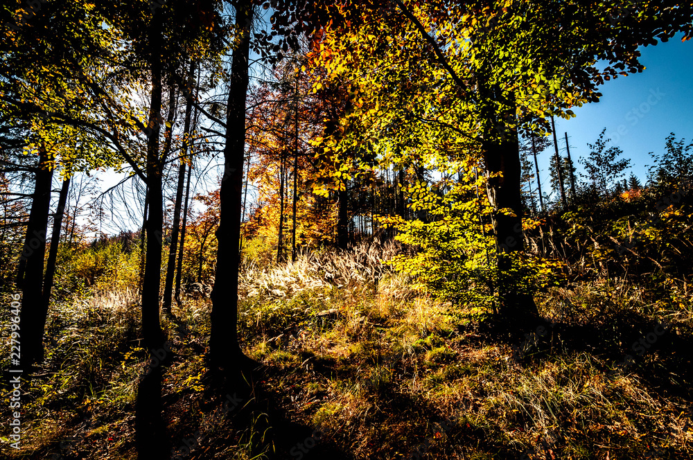 Obraz premium Forest. Autumn.