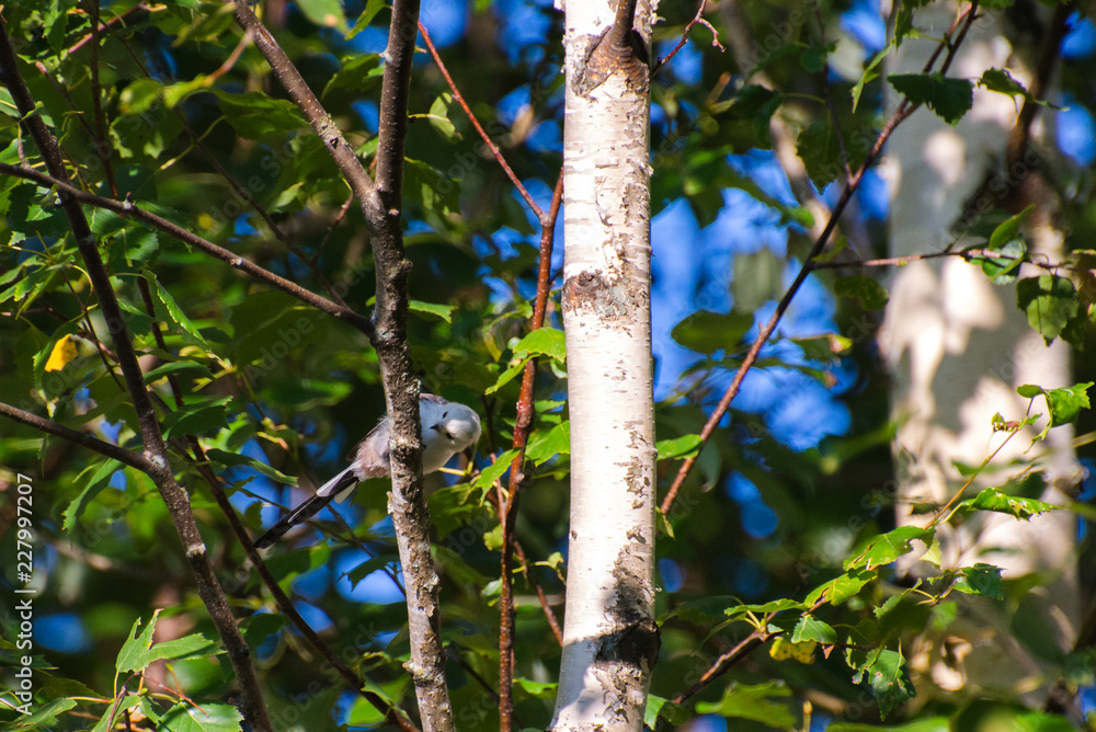 Fototapeta premium Very beautiful and cute bird chubby on the branches of summer morning. The baby birds on the branch