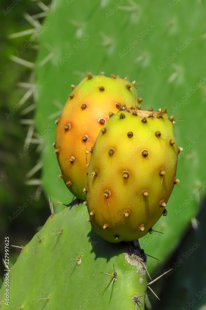 Yummy yellow fruit of the prickly pear cactus, Sardinia, Italy Yummy yellow fruit of the prickly pear cactus, Sardinia, Italy