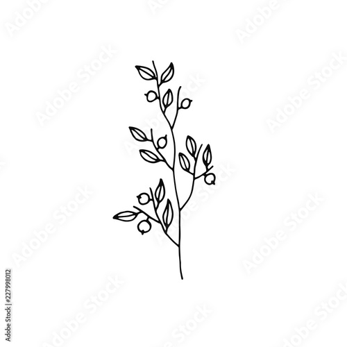 plant twig with berries icon. sketch isolated object