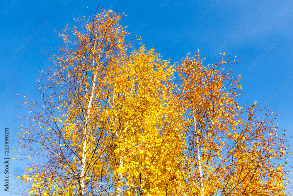 Yellow trees on a blue sky background. Autumn in Russia.