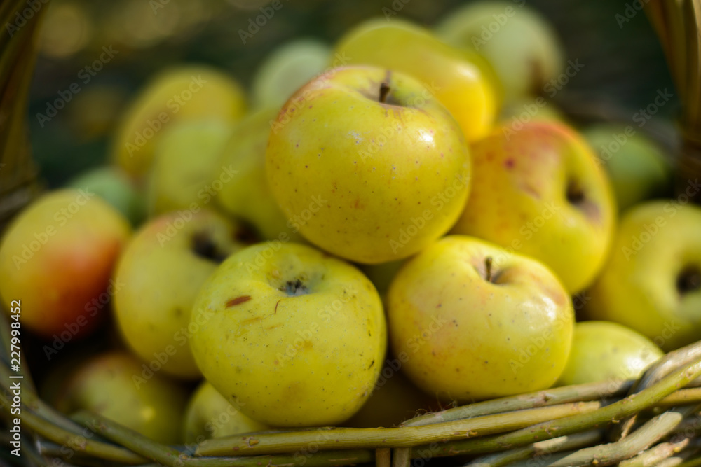apples in wicker basket