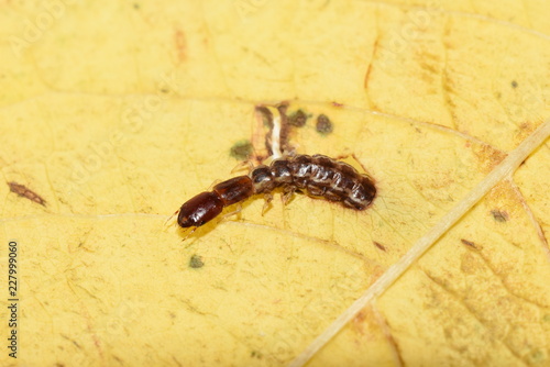 Snakefly larvae crawling on a yellow leaf  photo