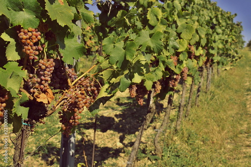 Nature background with Vineyard in autumn harvest. Ripe grapes in fall.