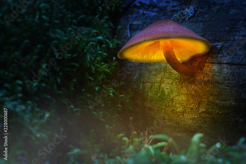 Glowing mushroom in Wonderland. Magic light of mushrooms in a fairy forest