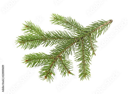 Branch of Christmas tree isolated on white background