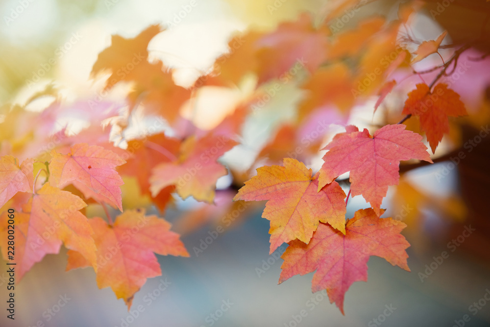 Closeup view at yellow and little red maple tree leaves. With bokeh Closeup view at yellow and little red maple tree leaves. With bokeh